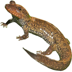 Black-bellied